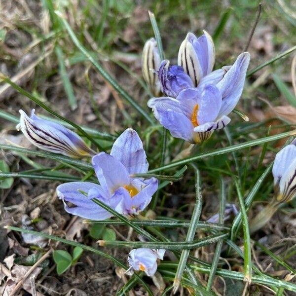 Crocus biflorus Fleur