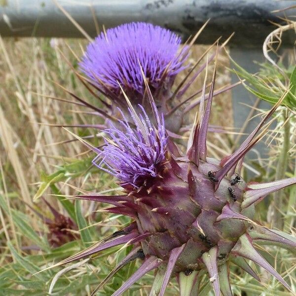 Cynara humilis Flor