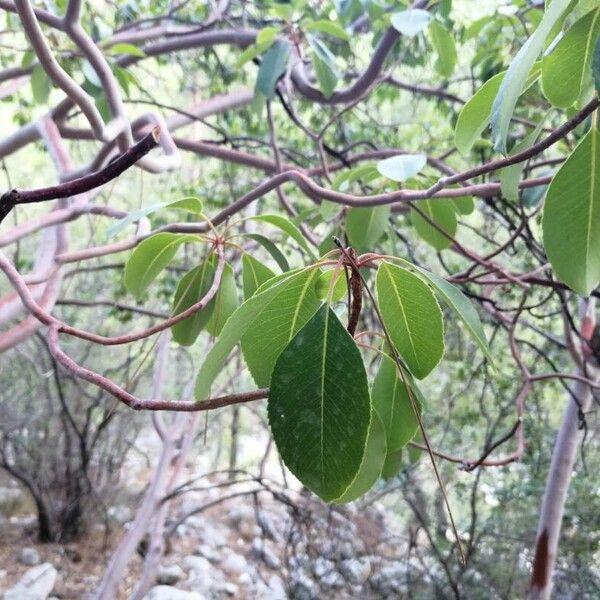 Arbutus andrachne Лист