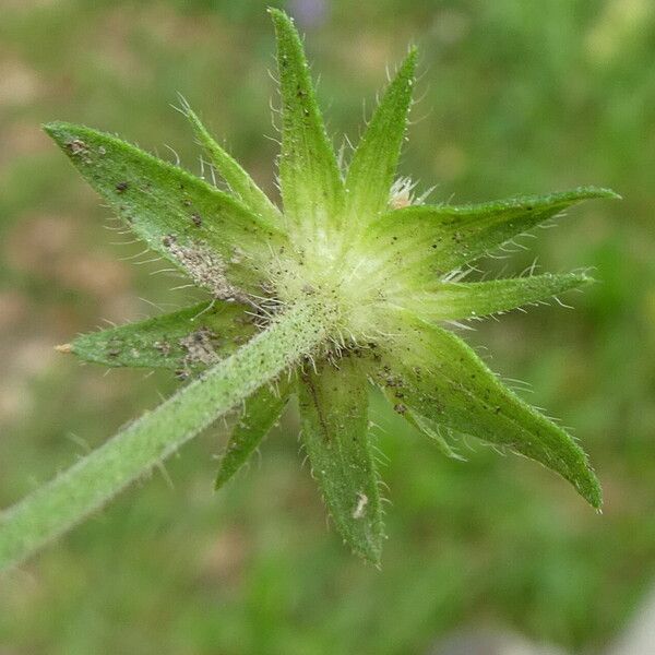 Knautia dipsacifolia ফুল