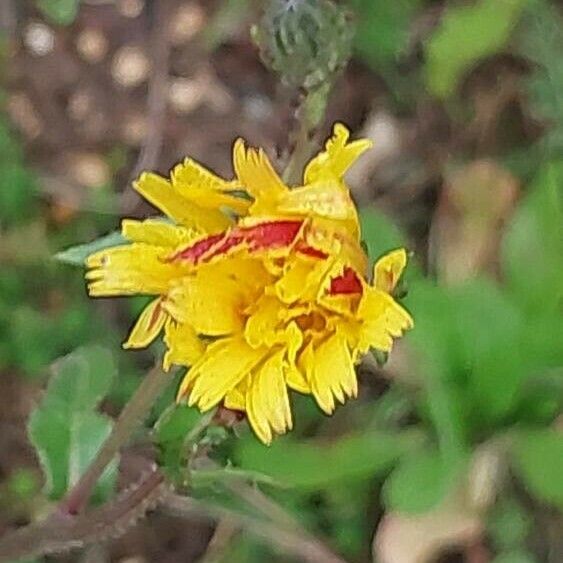 Crepis setosa Kwiat