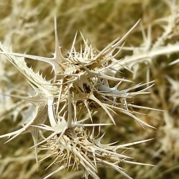 Scolymus maculatus Fruit