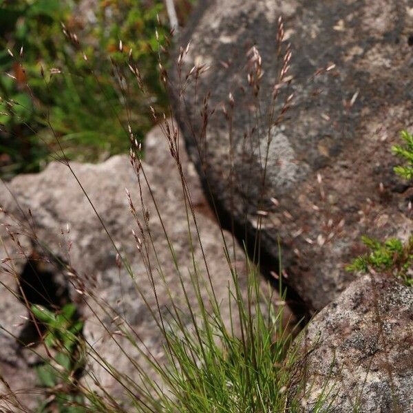 Agrostis mertensii Квітка