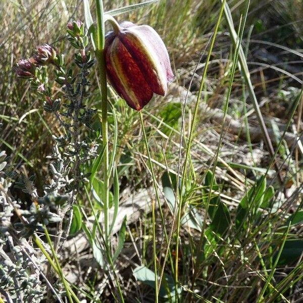 Fritillaria lusitanica പുഷ്പം