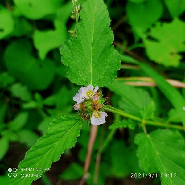 Melochia corchorifolia 花