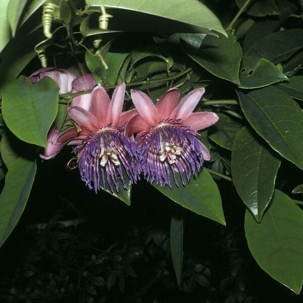 Passiflora laurifolia Flower