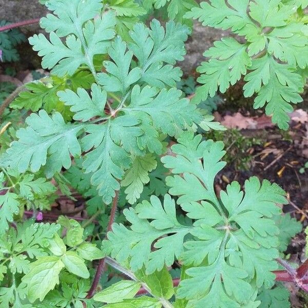 Geranium robertianum Лист