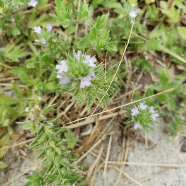 Sherardia arvensis Kwiat