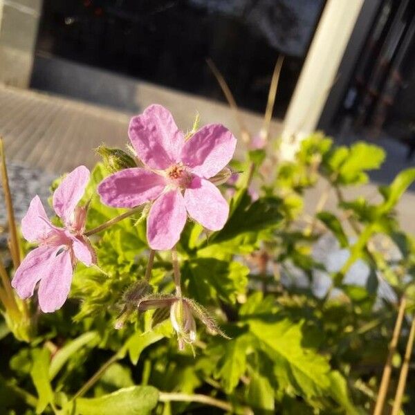 Erodium malacoides Flors