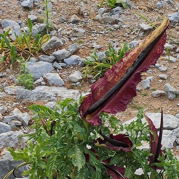 Dracunculus vulgaris Kukka