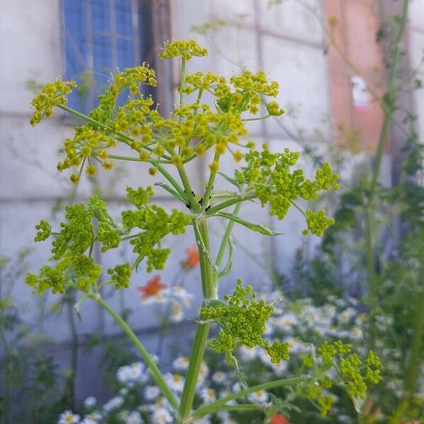 Pastinaca sativa Flor