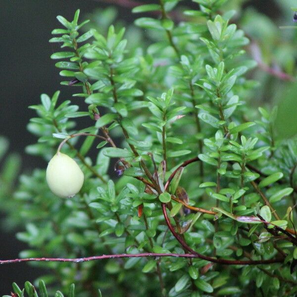 Gaultheria hispidula Flower