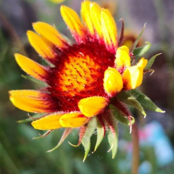 Gaillardia aristata 花