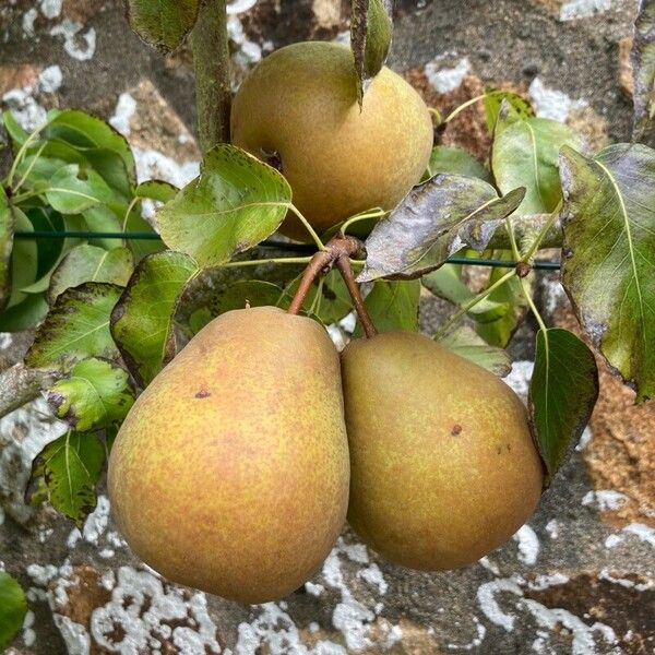 Pyrus communis Fruit