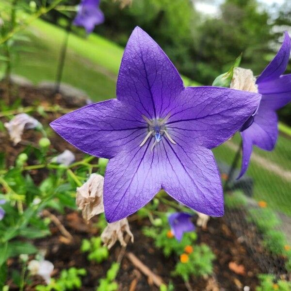 Platycodon grandiflorus Flower