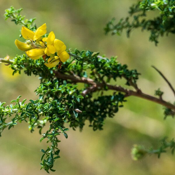 Adenocarpus foliolosus Flower