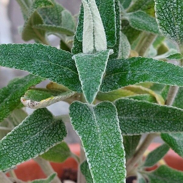 Phlomis purpurea Fulla