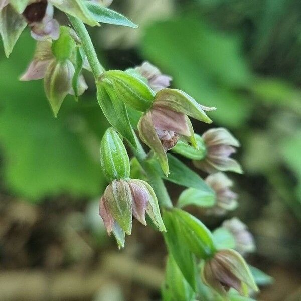 Epipactis helleborine പുഷ്പം