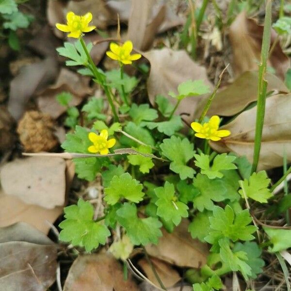 Ranunculus muricatus Flower