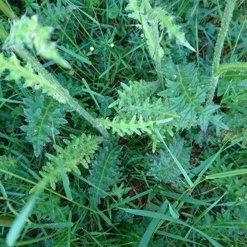 Cirsium filipendulum ഇല