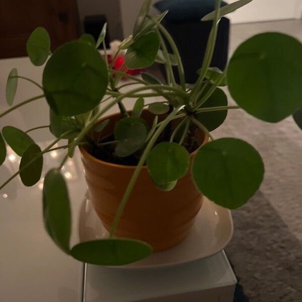 Pilea peperomioides Blad