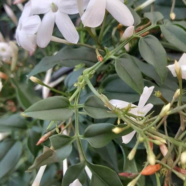 Jasminum polyanthum Natur