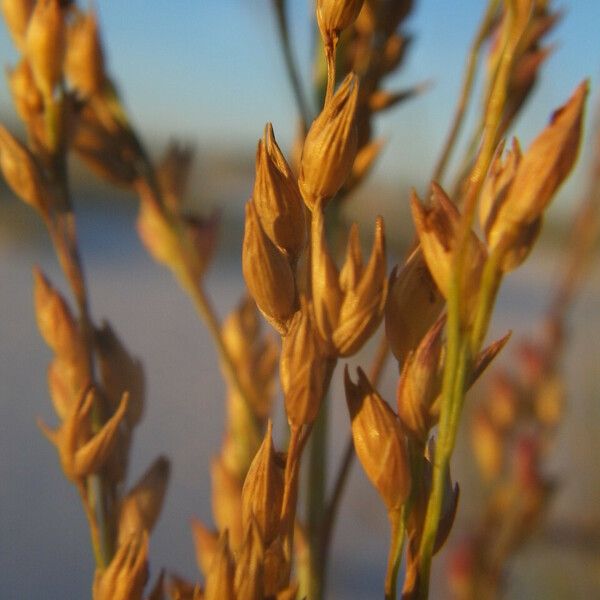 Panicum amarum Plod