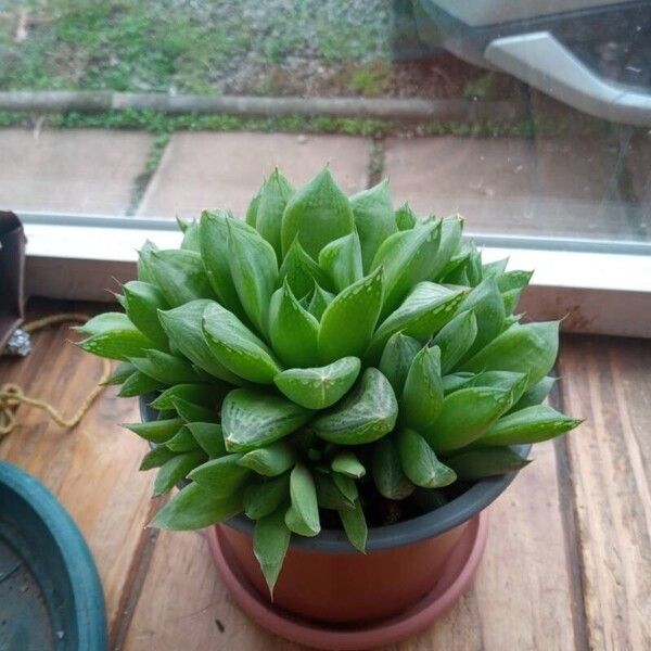 Haworthia cymbiformis Folha