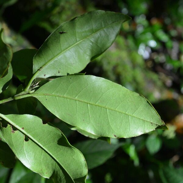 Bourreria costaricensis List