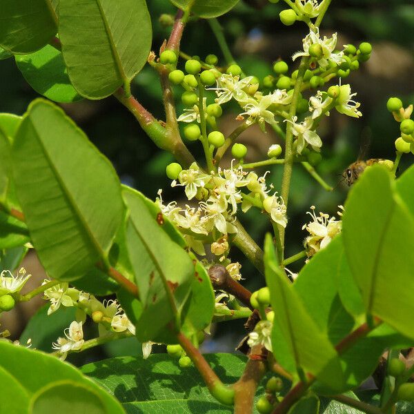 Detarium senegalense Blomma