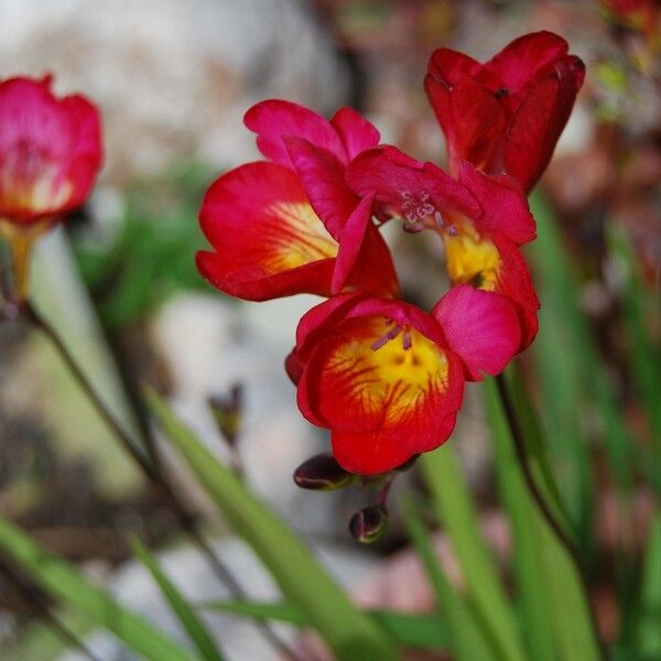 Freesia × kewensis Kwiat