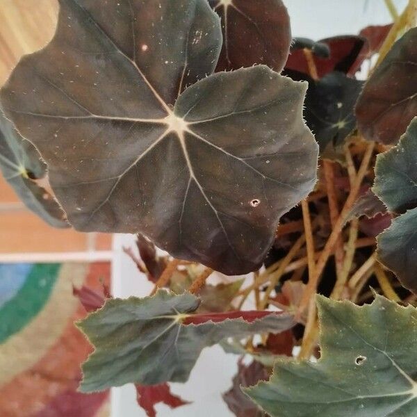 Begonia heracleifolia Folla
