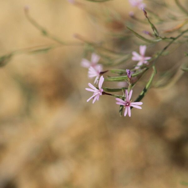 Epilobium brachycarpum Virág