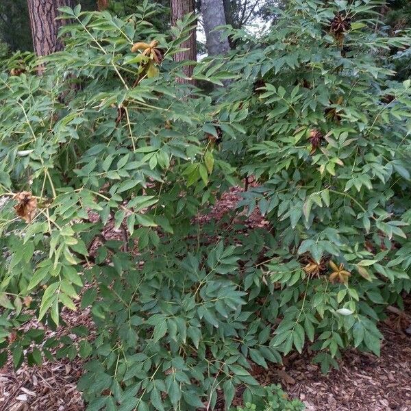 Paeonia rockii