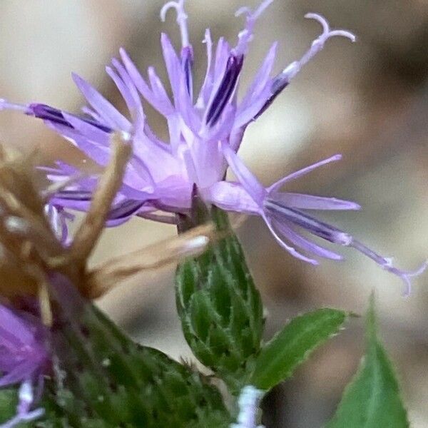 Serratula tinctoria Flower