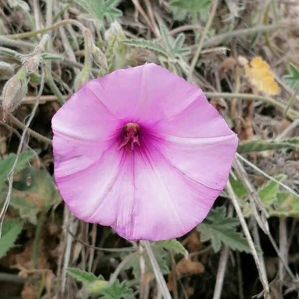 Convolvulus althaeoides Квітка