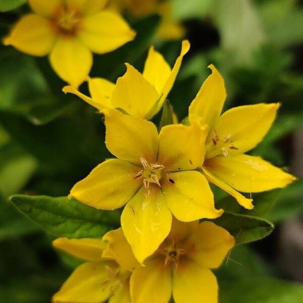 Lysimachia punctata Blomma