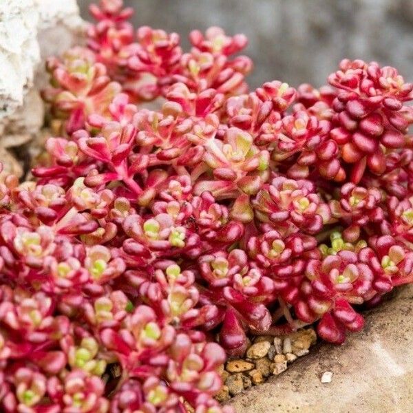 Sedum oreganum ഇല