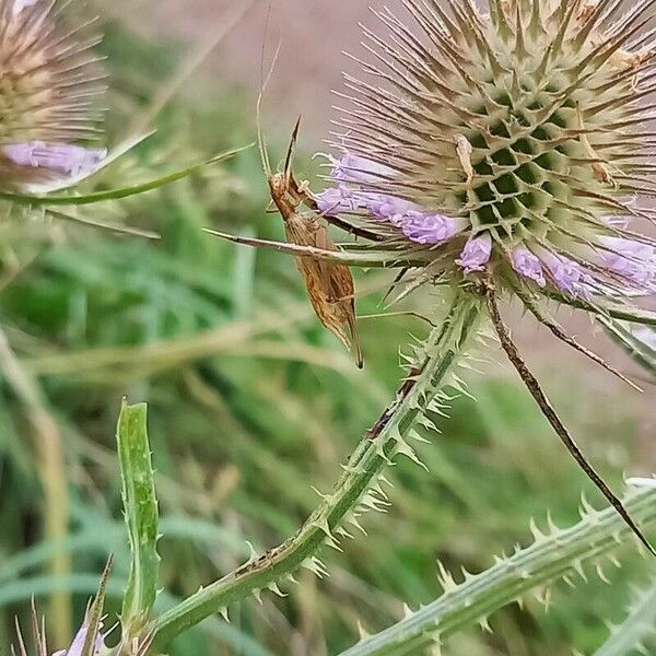 Dipsacus fullonum Rinde