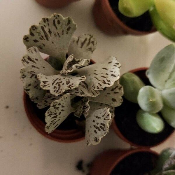 Kalanchoe rhombopilosa Fulla