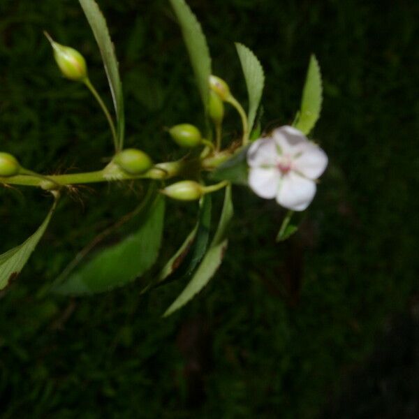 Sauvagesia erecta Квітка