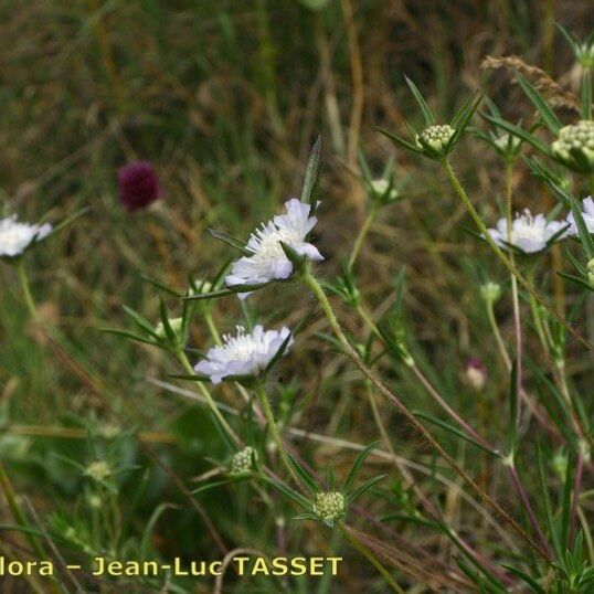 Lomelosia argentea Çiçek