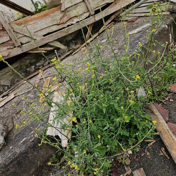 Sisymbrium officinale Hábito