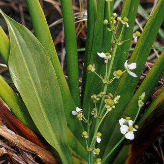 Sagittaria lancifolia Kvet
