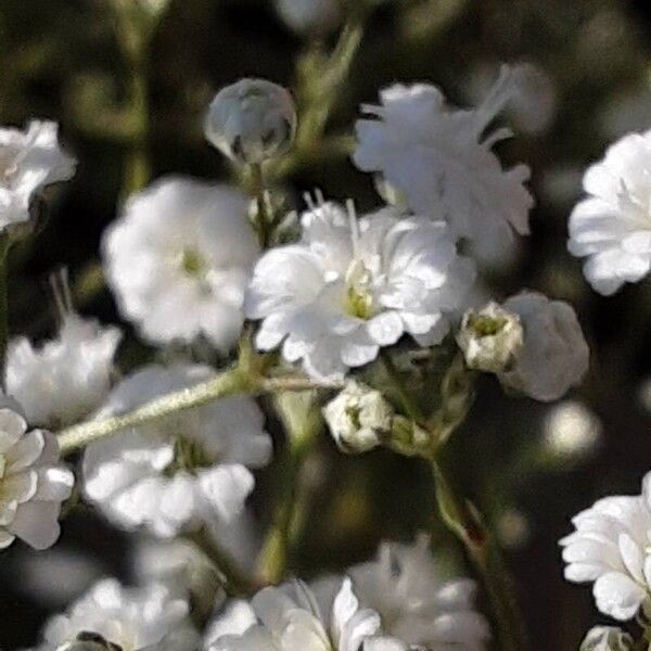 Gypsophila paniculata Cvet