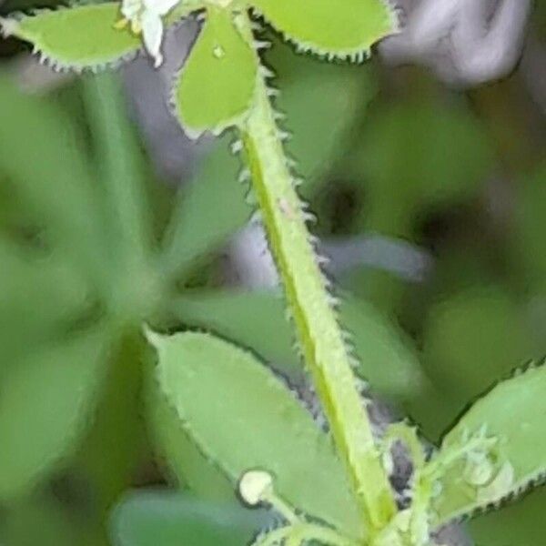 Galium tricornutum Bark