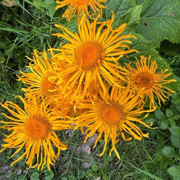 Telekia speciosa Flower