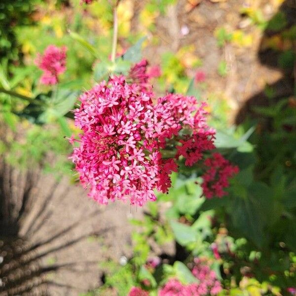 Valeriana rubra Floare