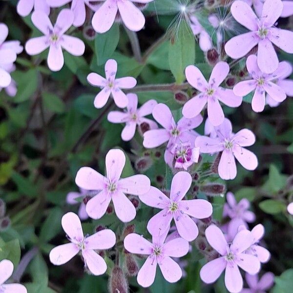 Saponaria ocymoides Flower