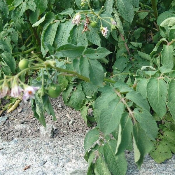 Solanum tuberosum Листок